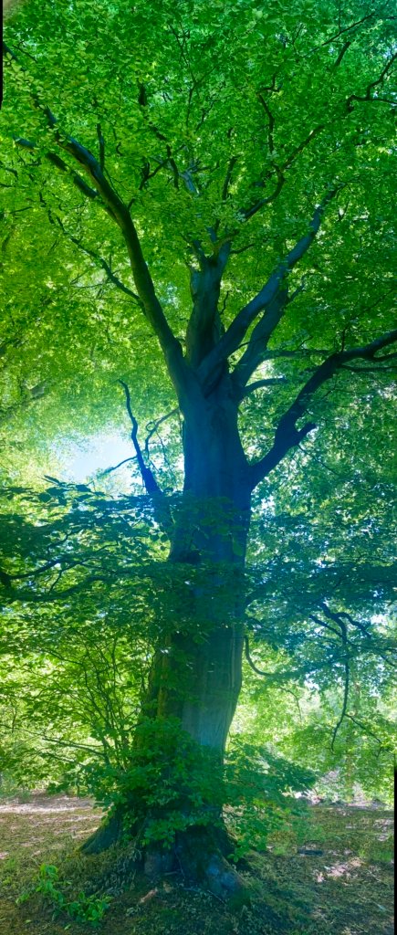 mystical experience