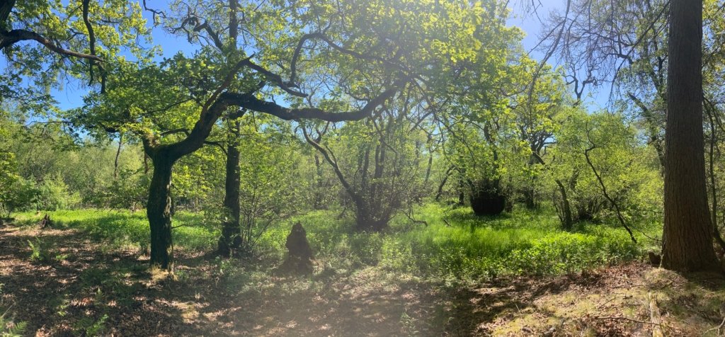psychedelic retreat