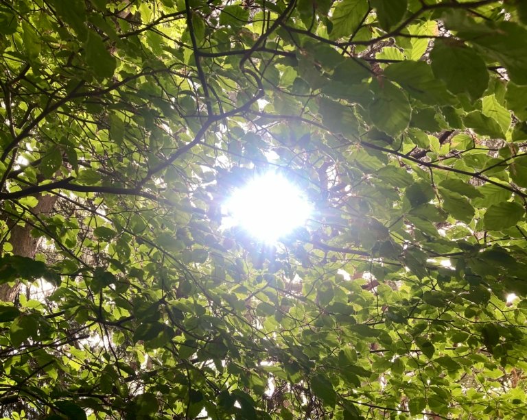 nature connection